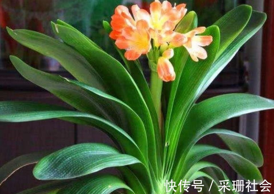 养君子兰不开花?教你2个“小绝招”,很快长出花箭