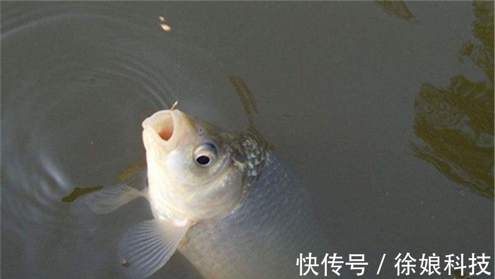 调目与钓目之间有什么关系？弄懂了这些要点，调漂新手变老手！