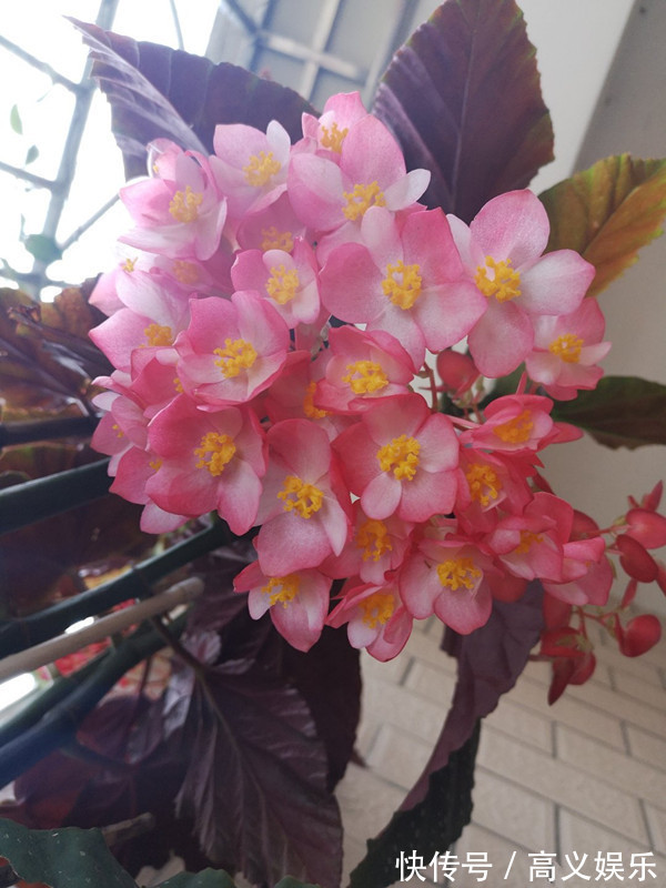 开花最勤的室内盆栽,全年开花,观赏价值高,栽培容易,值得入手