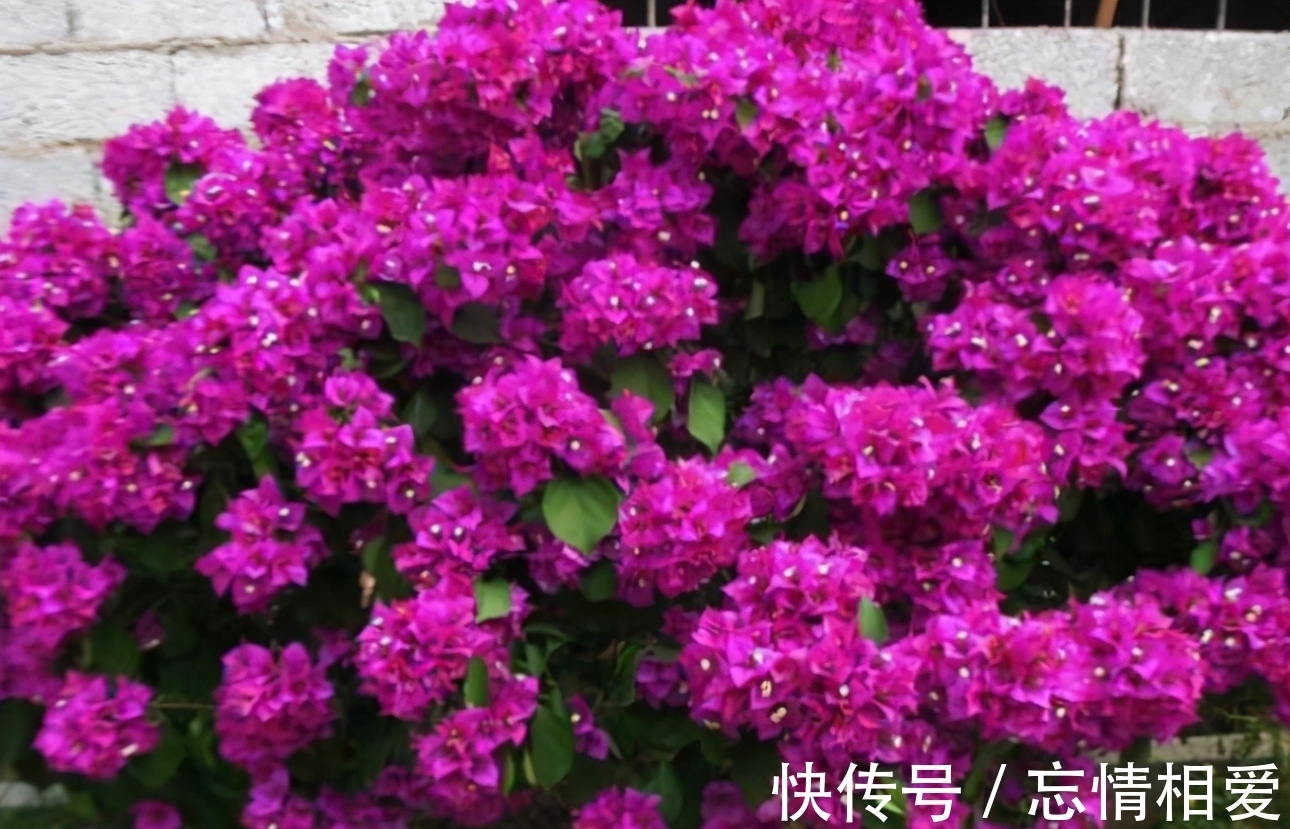 花球|要想三角梅开成“花球”，要定期修剪，再做好4点，才能花开不停