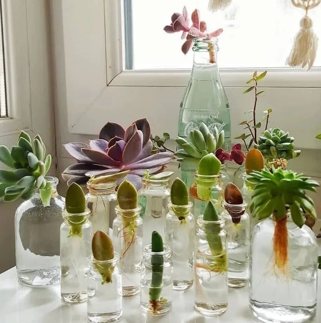 过完寒冬,多肉又干又瘦该怎么办?扔水里养养,1星期就长胖