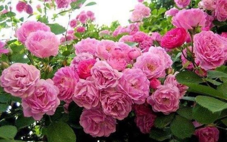 夏季|适合夏季养的花，好活易爆盆，花开媲美玫瑰，花朵姿态万千，美