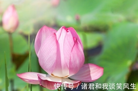 属相兔|10月底，吉星进门，4属相桃花朵朵开，爱情甜蜜，生活一帆风顺