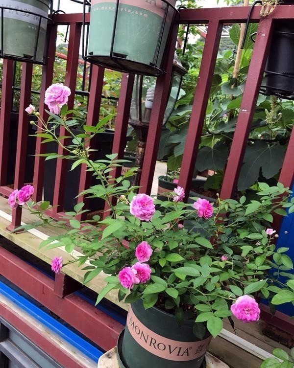 阳台养月季不会挑?养这5种,花期长花量大,邻居都羡慕