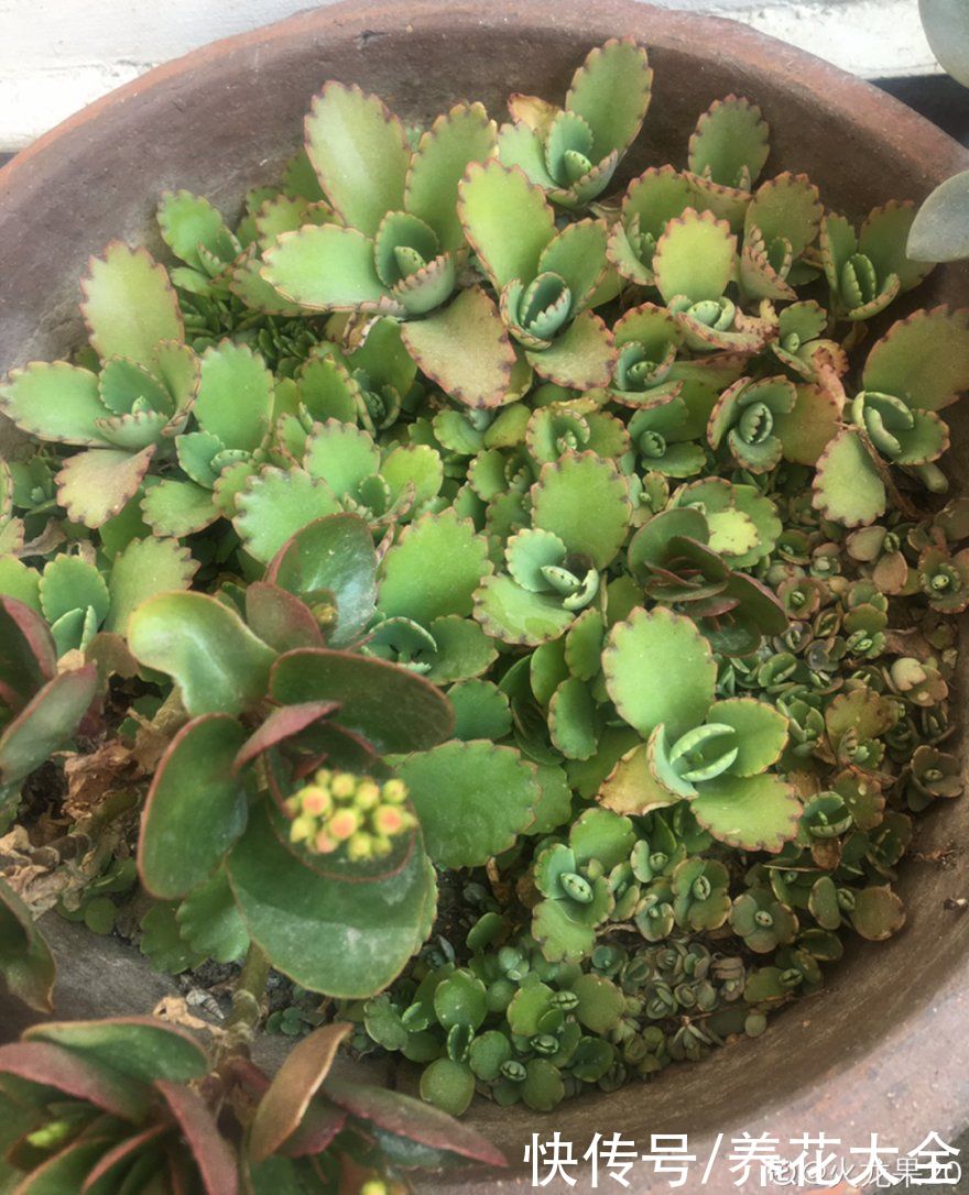 金银花|养到烦人的花，盆都不够用，扔掉还很心疼