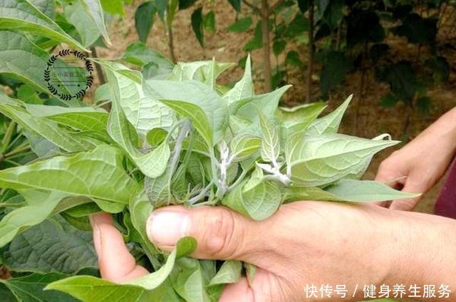 这菜,很多人只吃果,其实叶子才是宝贝,如今少有人卖,吃不到了!