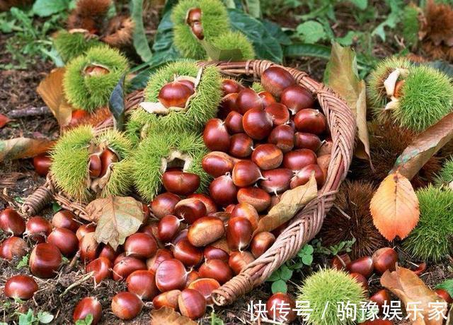 巧克力色|生板栗快速去壳，1分钟剥30个，颗粒完整，附板栗挑选技巧