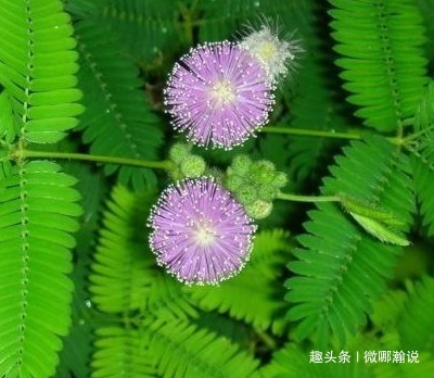 此花象征着羞涩的爱情,宛如一个懵懂少女般,对爱情的兴奋激动