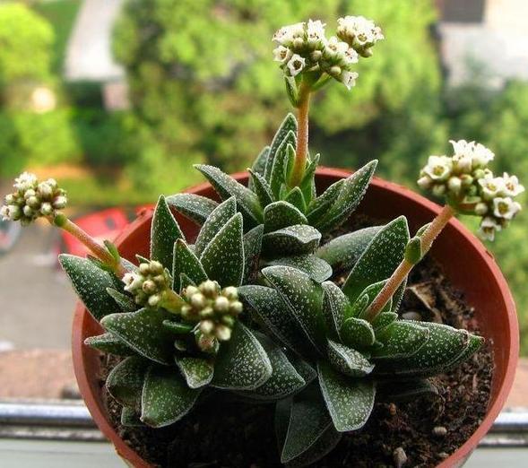 多肉养殖雷区多，植株容易长畸形该怎么办从3方面解决就够了