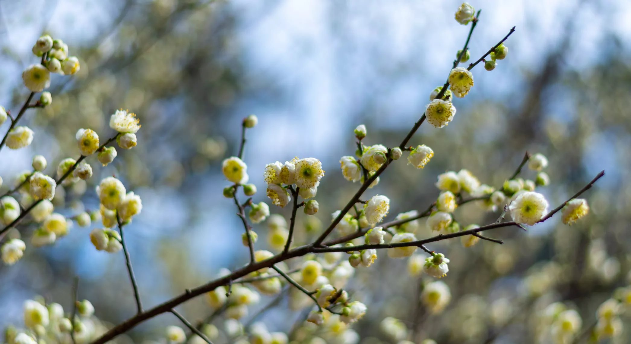 中年|南岳梅花进入盛期,“梅”好时节不容错过