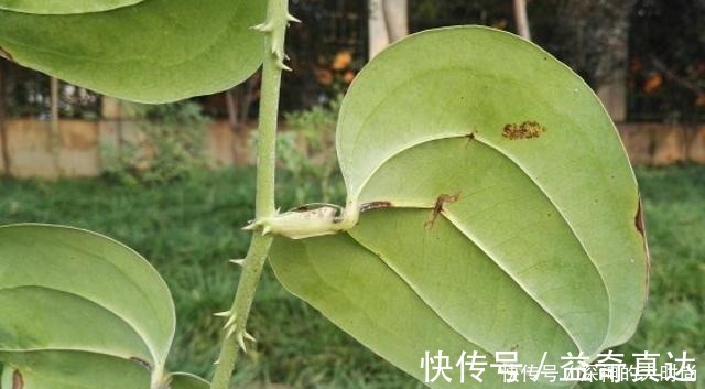 金刚藤|谁若铲除此物，请您收藏它的根茎，别怕笑话，目前26元一斤