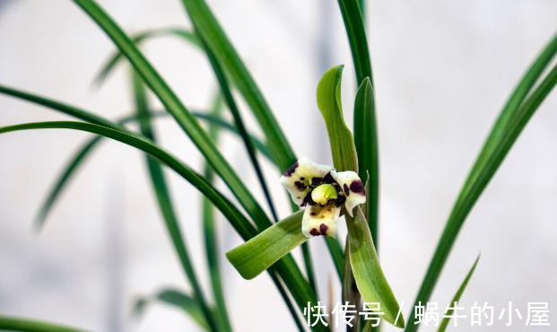 栽种|九月，很多养花人要笑了，因为7个好消息接踵而来