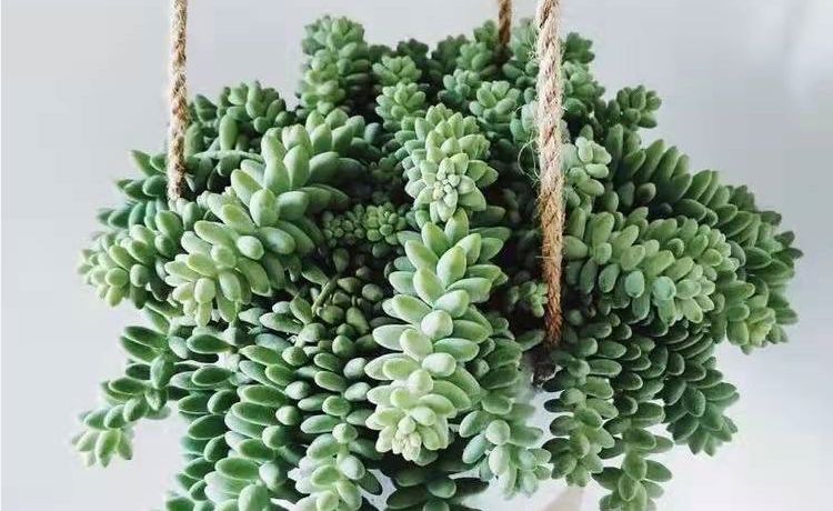 解析多肉养殖技巧:如何将玉缀“小苗”养成“瀑布”?