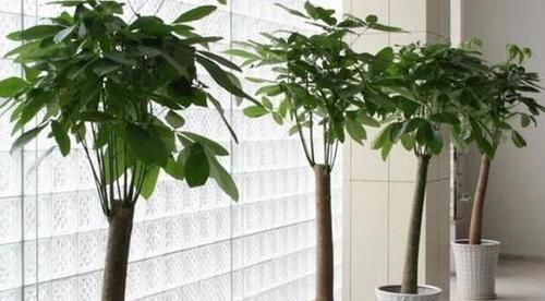 吊兰|4种植物最适合懒养,十天半个月不用浇水,照样长势旺