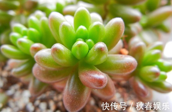 多肉植物|超好养活的多肉植物,喜欢多肉的不要错过,这几款超好看还好养