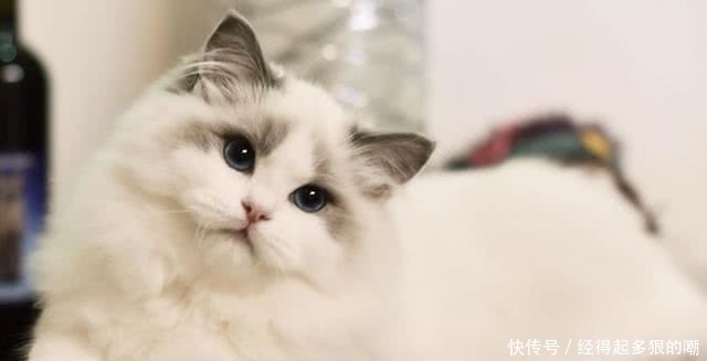 别人|为何中国人都不喜欢别人说自己“三脚猫”?三脚猫是怎么来的呢?