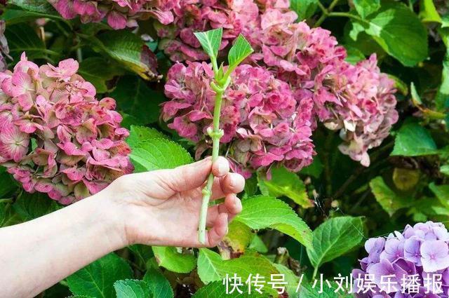 枝条|入秋扦插“6种花”,7天就生大白根,告别“黑腐烂”呼呼窜大个