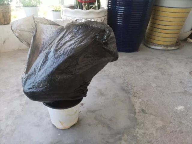 扦插|三角梅的养护大全摘光叶子，少浇水，使劲晒，开花爆满盆