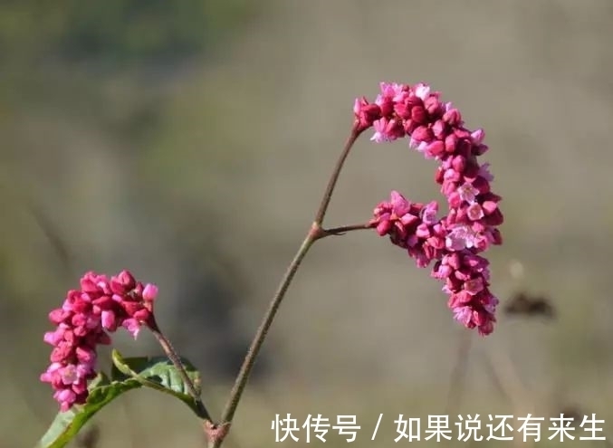 红蓼花!成束之美!难得一见!