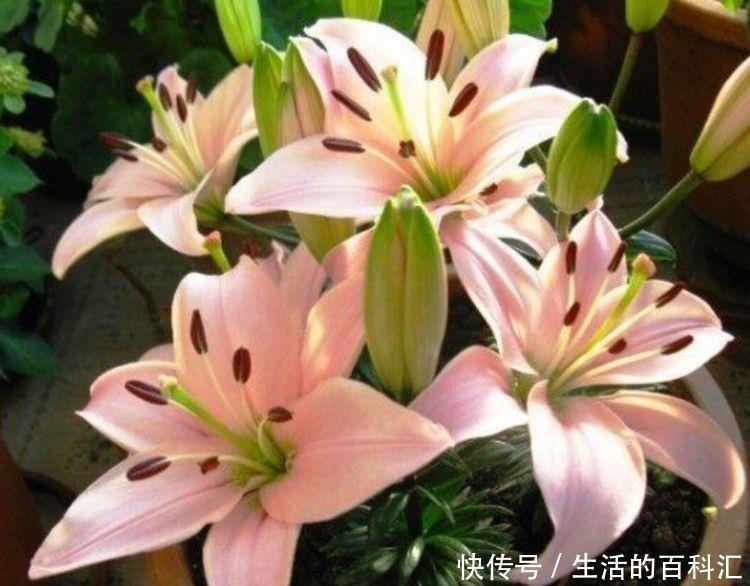 阳台养此几款花,新手也能养爆盆,沾点水就疯长