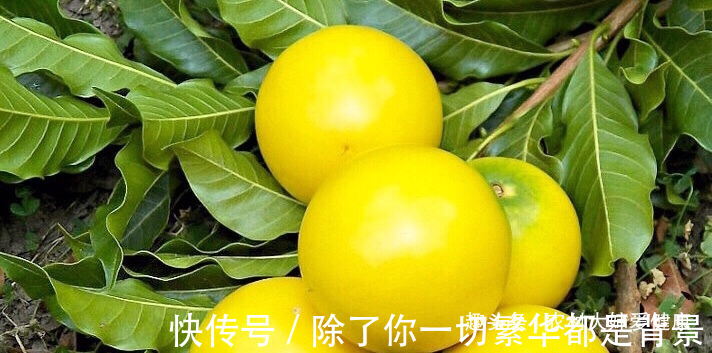 免疫调节|大自然的“补血果”找到了,女性多食,净化血液,防止妇科病