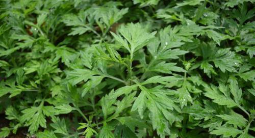  枕头|枕头里放一把它，比买什么枕头都好，颈椎不痛，血管畅通