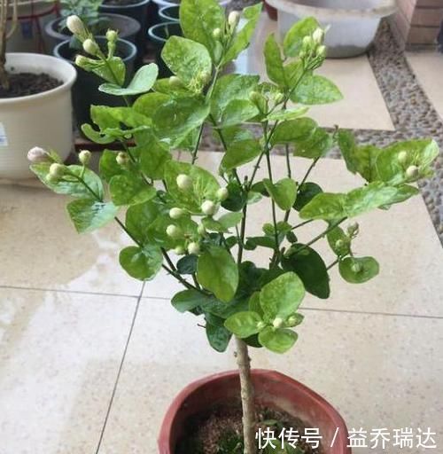 浇水|盆栽茉莉叶子少、不开花怎么办？用上5个妙招，枝繁叶茂开花多