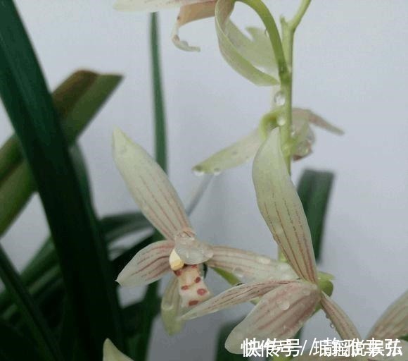 花花|兰花不开花,反而焦叶,几个办法瞬间绿油油