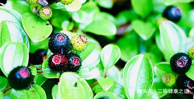 乳腺癌|女性不想得乳腺癌,多食此“黑眼睛果”,防癌抗癌,痛经也没了
