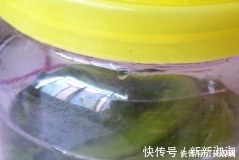 腌制|教你做酸菜,几十年老方法,不加盐就能做,做好酸爽清脆,特开胃