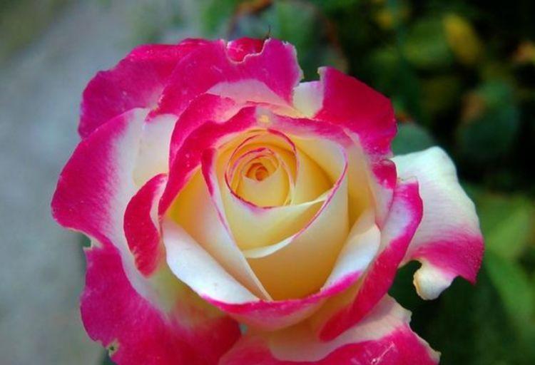 4种花现在养刚刚好,夏天开花很漂亮,花量大不操心,越养越喜欢