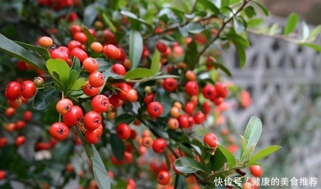 火棘|这种“树”，在农村被当柴火，殊不知花市卖得可贵，你认识几种