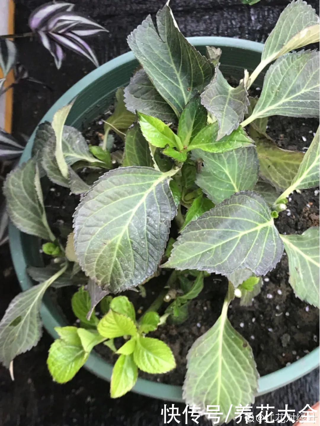 株形|7月必剪花，要抓紧时间，不然剪晚了不开花