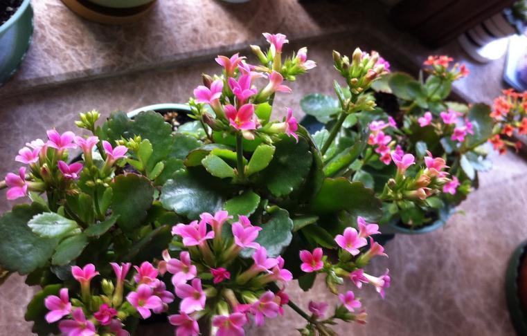 立冬养什么花合适？经验多的花匠爱推荐这4样，盆栽漂亮又好活