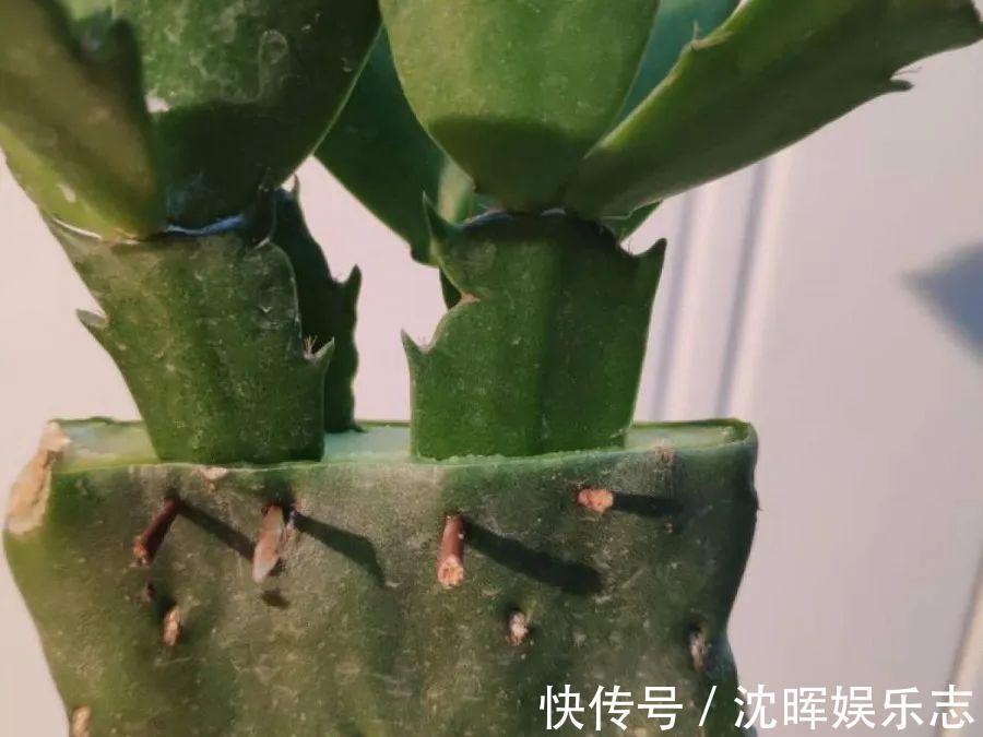 非洲堇|这花送人，只用送一片叶子，插土就活不心疼！