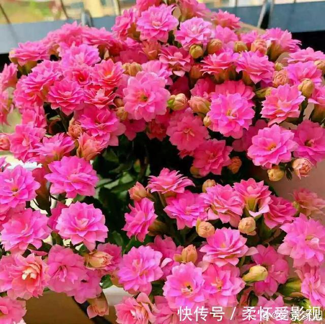 这10种耐旱花,2个月不浇水,叶子反而绿油油