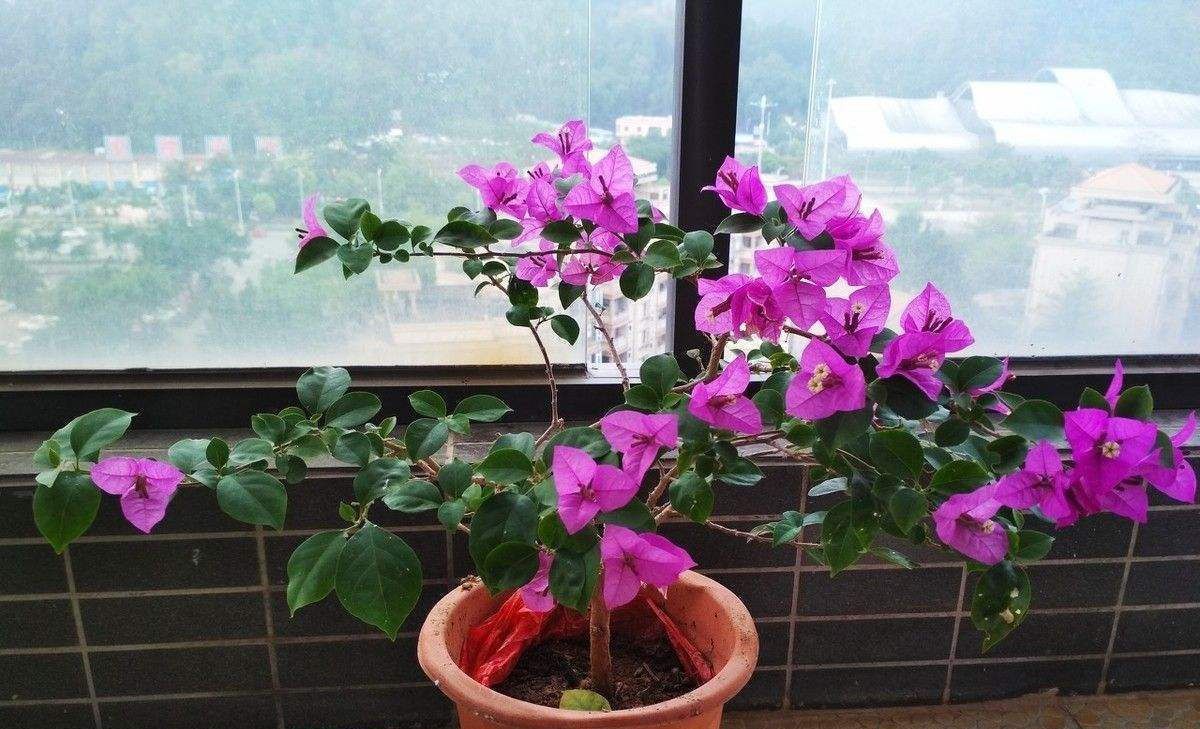 三角梅修剪有“诀窍”,教你多分枝的“秘密武器”,养出好状态!