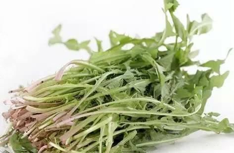 承气汤|蒲公英被称为“药草皇后”,泡水喝加一宝,消炎抗菌效果直翻倍