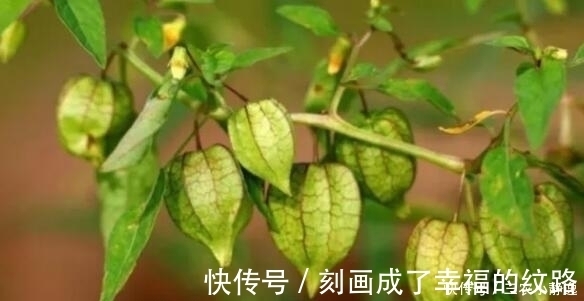 灯笼草|农村这种野草,是一种珍贵中草药,治疗痔疮效果很明显