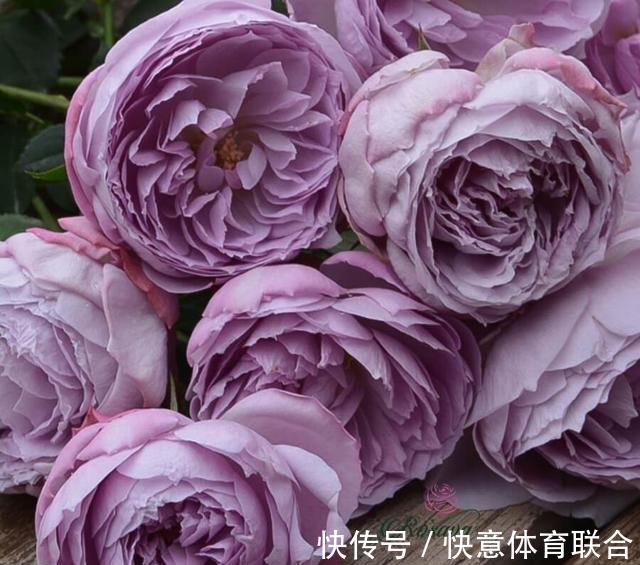 灌木|浓香月季品种大盘点,20个强香品种图文介绍。种一颗满屋飘香!