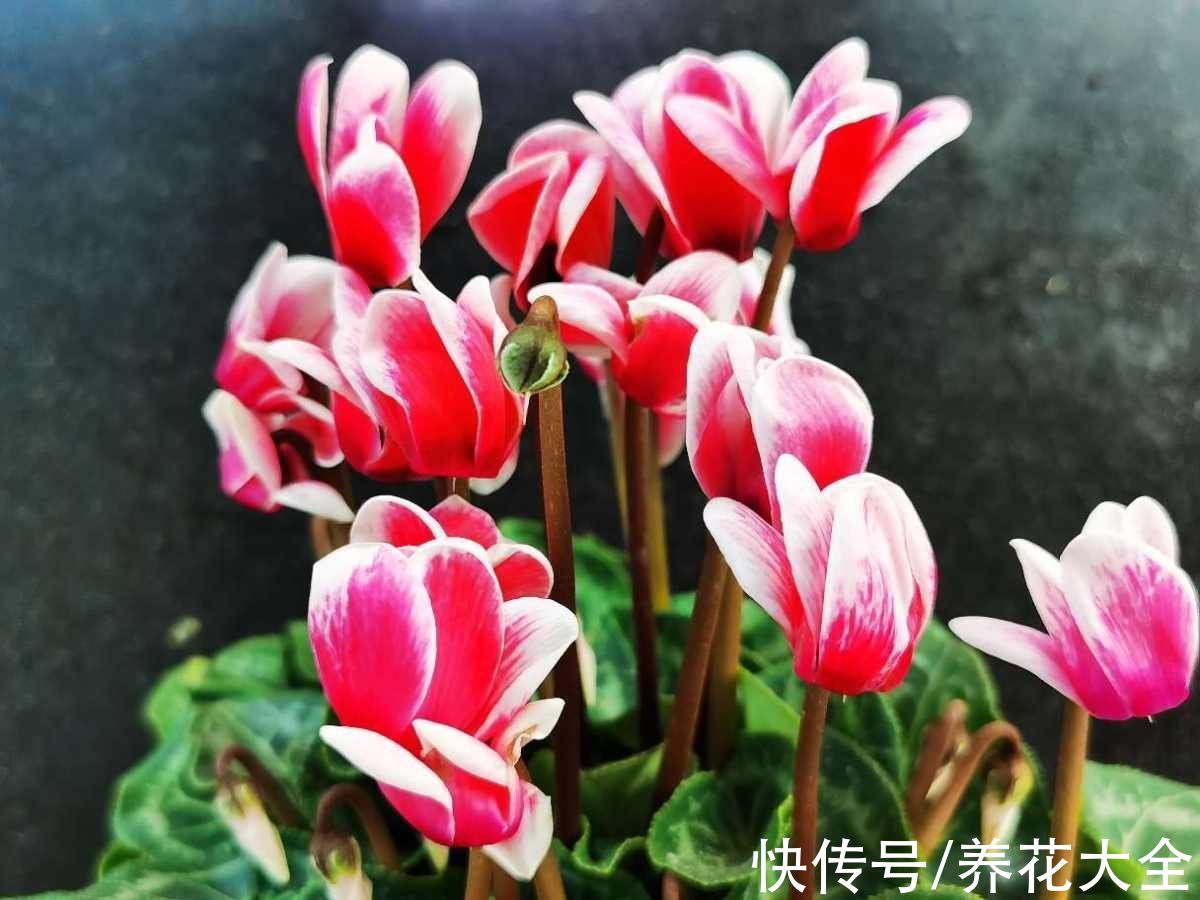 花期|冬天就养这4种花，从冬一直开到夏，好养又漂亮人见人爱