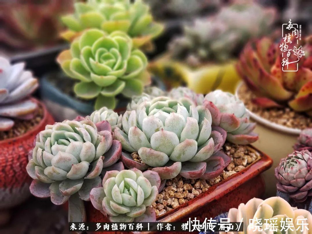 万圣节|养多肉六年,从痴迷到佛系,世事漫随流水,唯有喜爱永恒!