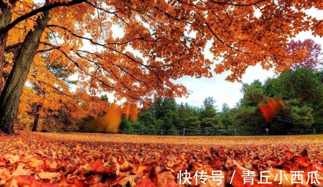 五律&闫志梅：五律·秋收(外二首)