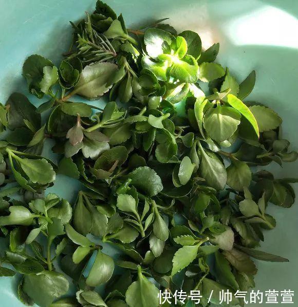 多肉扦插不用土,胶囊板一套,3天就能冒白根!