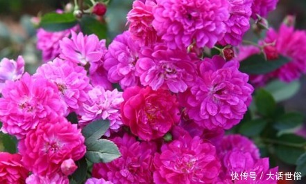 狮头石竹|新手养花,不如养盆花中精品“甜蜜马车”,花朵爆满枝,芳香馥郁