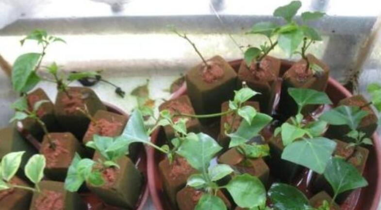 养花必备生根水,枝条蘸一下,10天冒白根,新叶长满盆