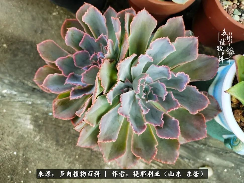 多肉植物|人如多肉，经阳光雨露历练后，亦会越挫越勇！