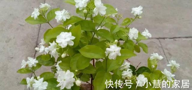 茉莉养殖注意事项，于北方盆栽，更值得多加小心