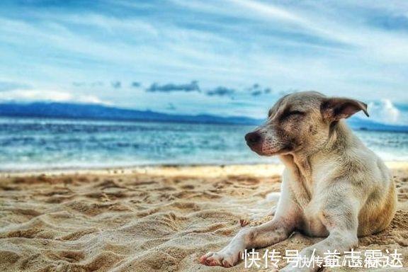 注射器|如何顺利给宠物狗喂口服药,掌握正确口服喂养技巧,狗狗不会抵抗