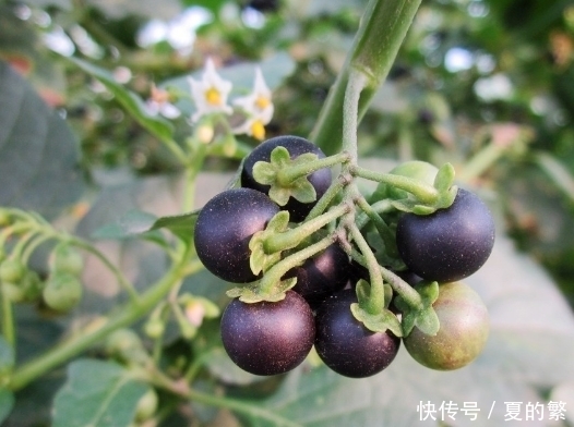 農村|農村常見野果,成熟后可入藥,可以治療多種炎癥,野葡萄你吃過嗎